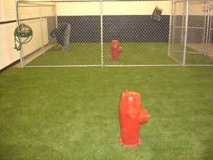 Commercial installation of dog turf synthetic grass